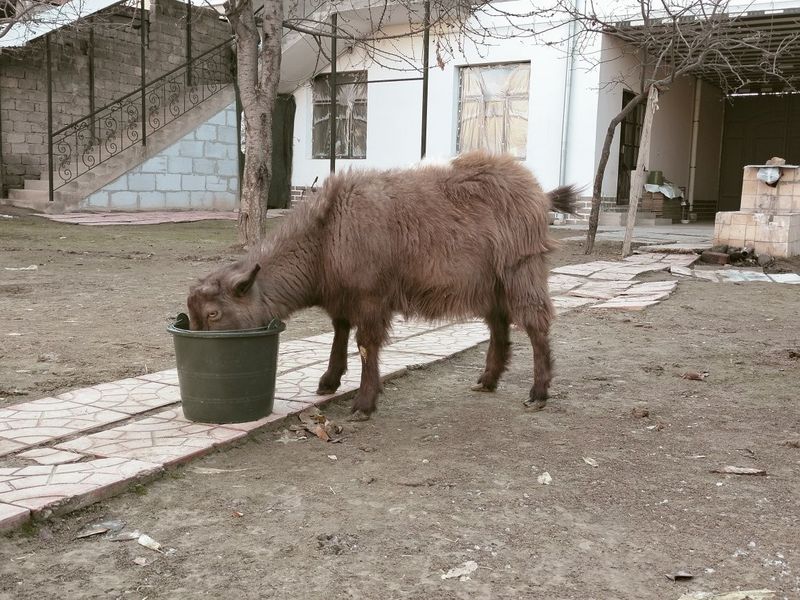 echki sotiladi boğoz