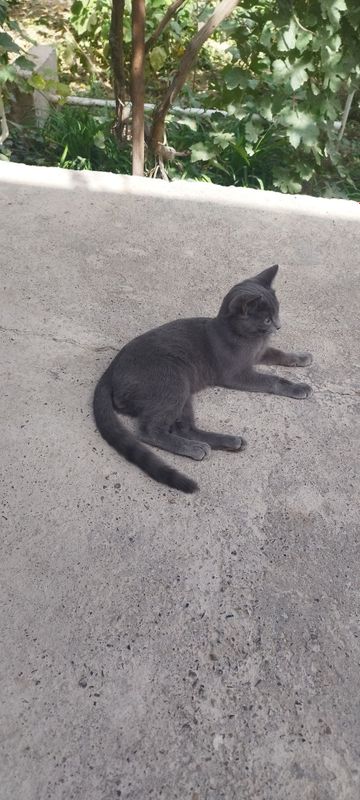 Salom mushuk sotiladi erkak
