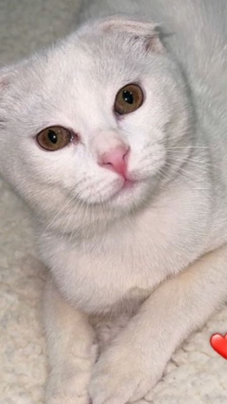 Скотиш Фолд мальчик Скотиш Фолд мальчик