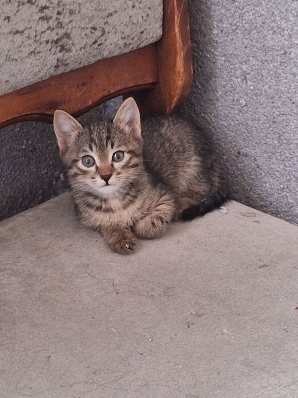 Котёнок девочка бесплатно Котёнок девочка бесплатно