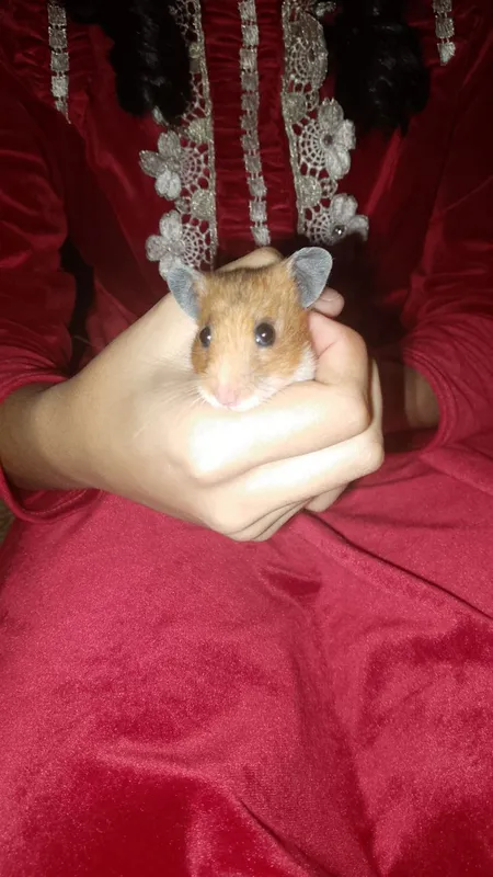 Продам хомяка девочка.