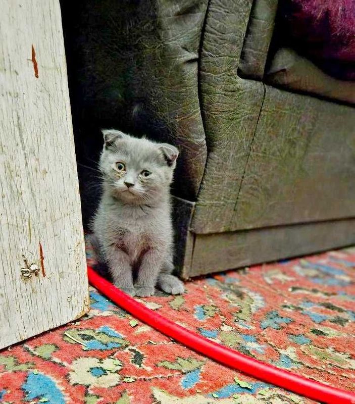 Кошка шотландский вислоухий Кошка шотландский вислоухий