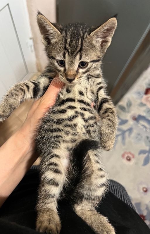 Котенок тигр мальчик Котенок тигр мальчик