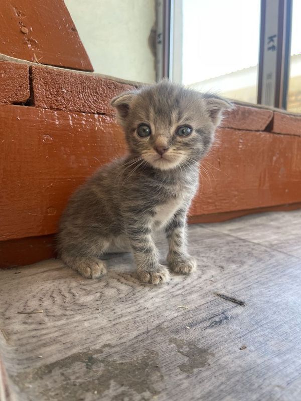 Продам котят породистые не дорого