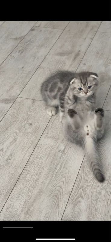 Продаются котята Продаются котята