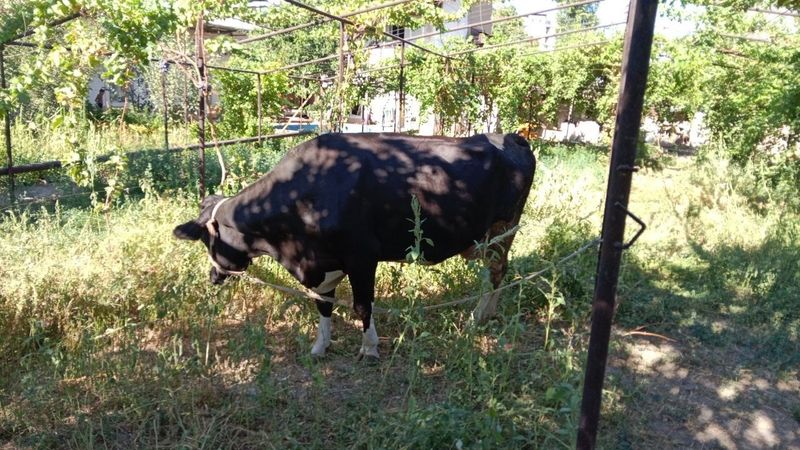 Kota Sigir Korova Kota Sigir Korova