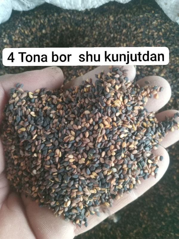 Qora Kunjut sotiladi Qora Kunjut sotiladi