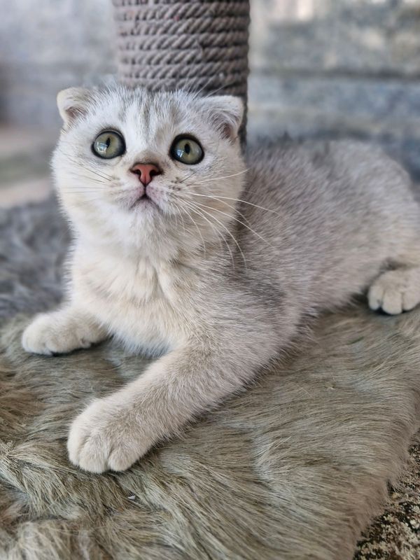 кошки кошки