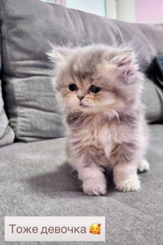 Шотландские шиншиллы Шотландские шиншиллы