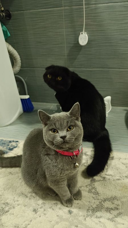 Чистокровный котята Чистокровный котята