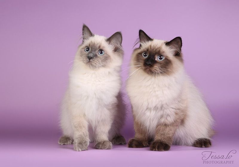 пушистый сиамский кошки кот пушистый сиамский кошки кот