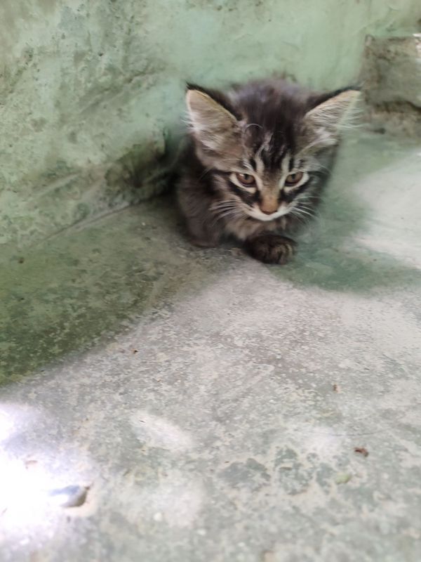 Котята маленькие Котята маленькие
