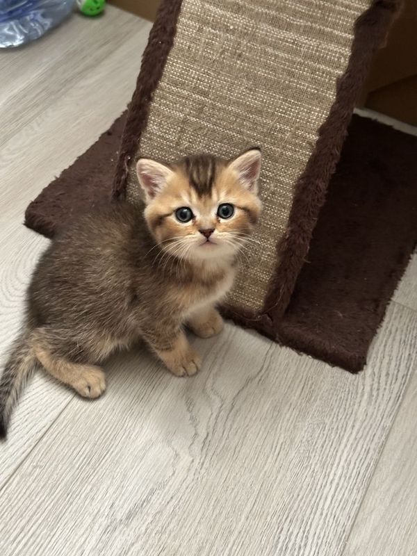 Котята от правильной вязки, скотиш страйт и скотиш фолд Котята от правильной вязки, скотиш страйт и скотиш фолд