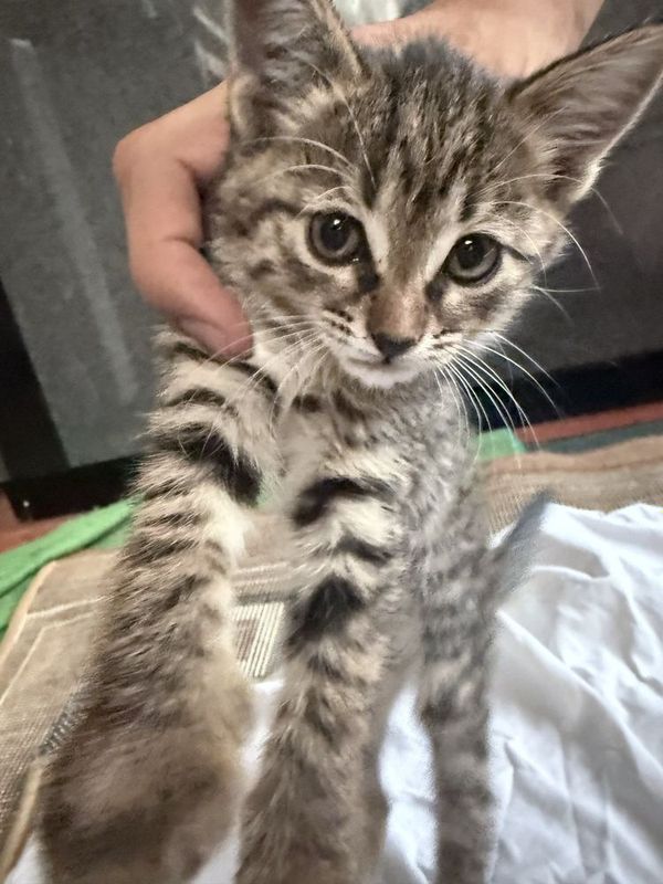 Очень милый котенок Очень милый котенок