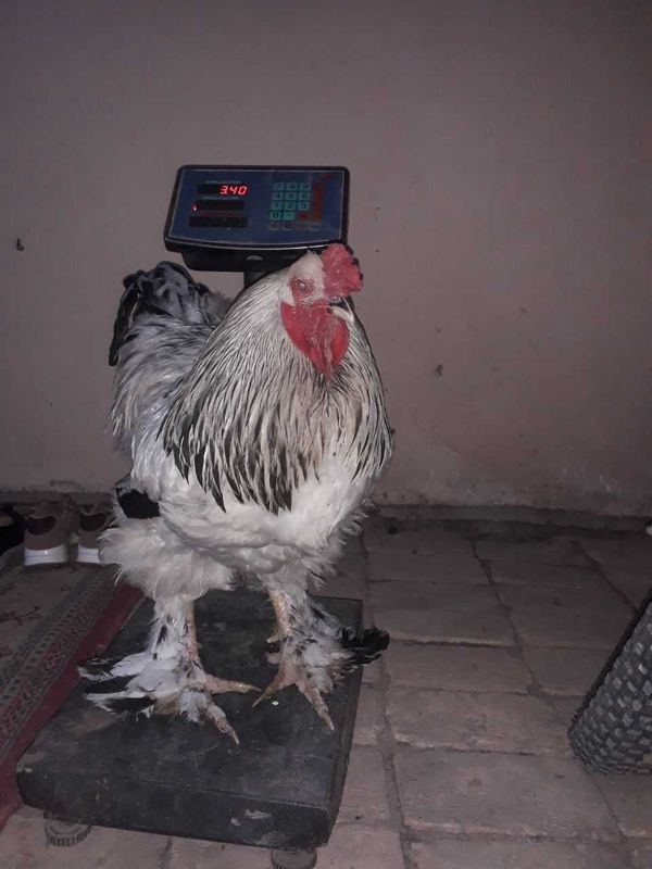 Brama xoraz sotiladi Brama xoraz sotiladi
