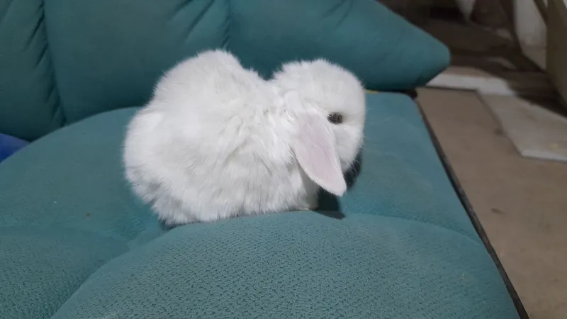 Продаётся декоративные карликовые кролики срочно Продаётся декоративные карликовые кролики срочно