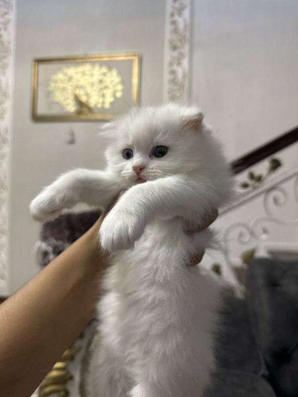 Mushikcha 2oylik Mushikcha 2oylik