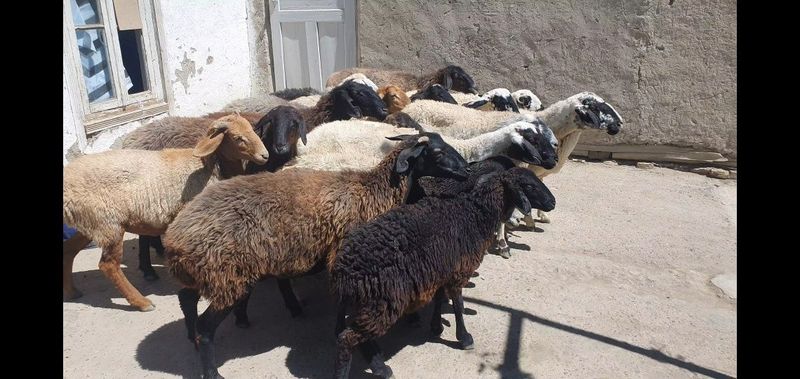 Yirik qo'yla sotiladi Shofirkonda Yirik qo'yla sotiladi Shofirkonda