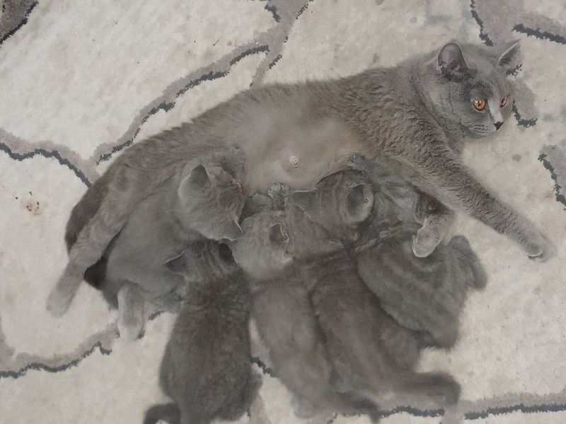 Продаётся котята Продаётся котята