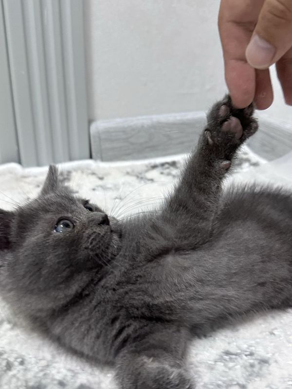 Продается котенок скоттиш страйт Продается котенок скоттиш страйт