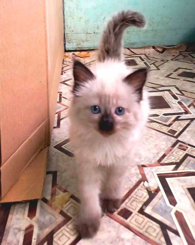 Сиамский котенок