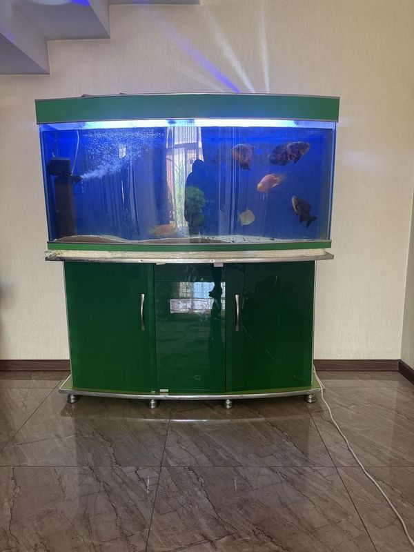 Akvarium Sotiladi Baliqlari Bilan Akvarium Sotiladi Baliqlari Bilan