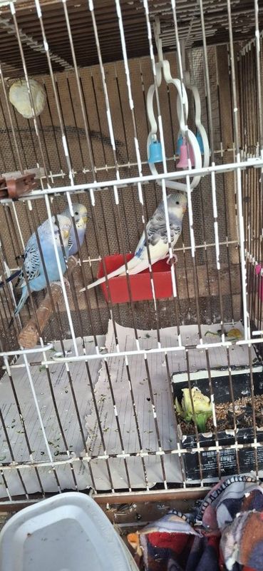 Волнистые попугаи Волнистые попугаи