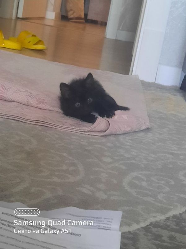Продаётьс котенок домашний паролистый