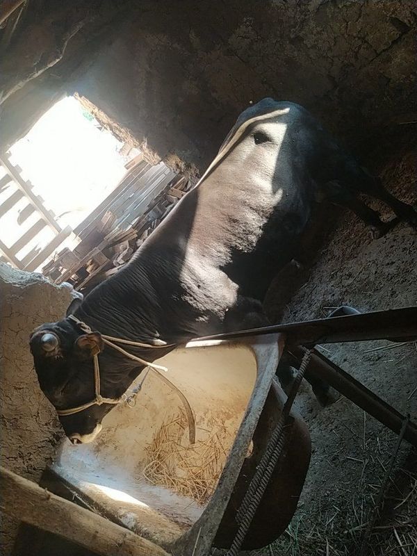 Buqal sotiladi yaxshi Buqal sotiladi yaxshi