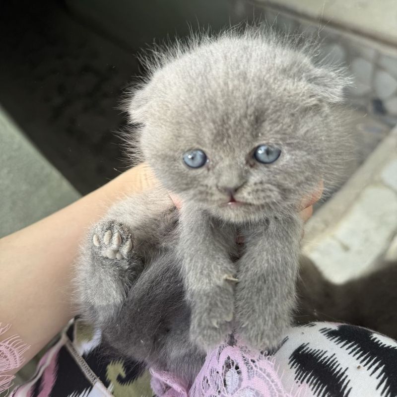 Шотландский мушуклар сотилади Шотландский мушуклар сотилади
