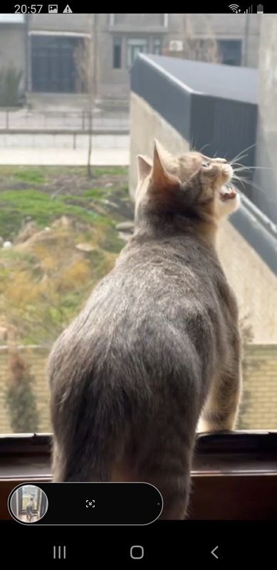 Кошка породистая малайская Кошка породистая малайская