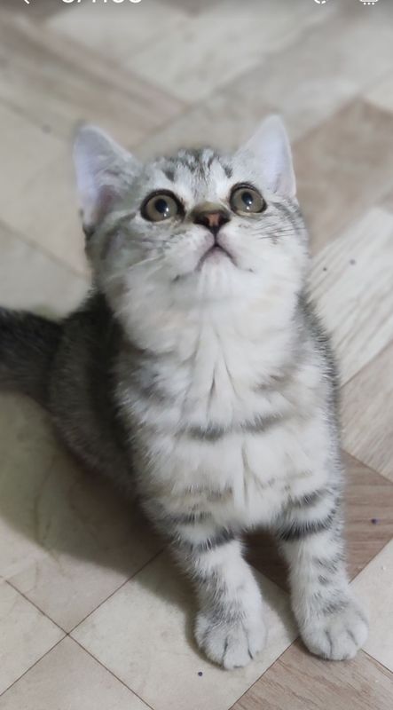 Скоттиш страйт котята