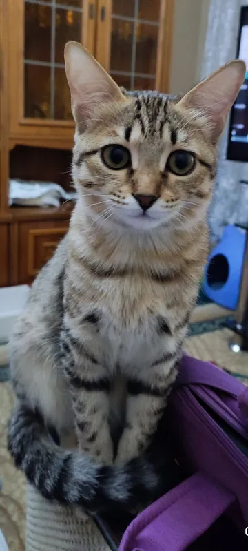 Отдам кошечку в Добрые и любящие руки.