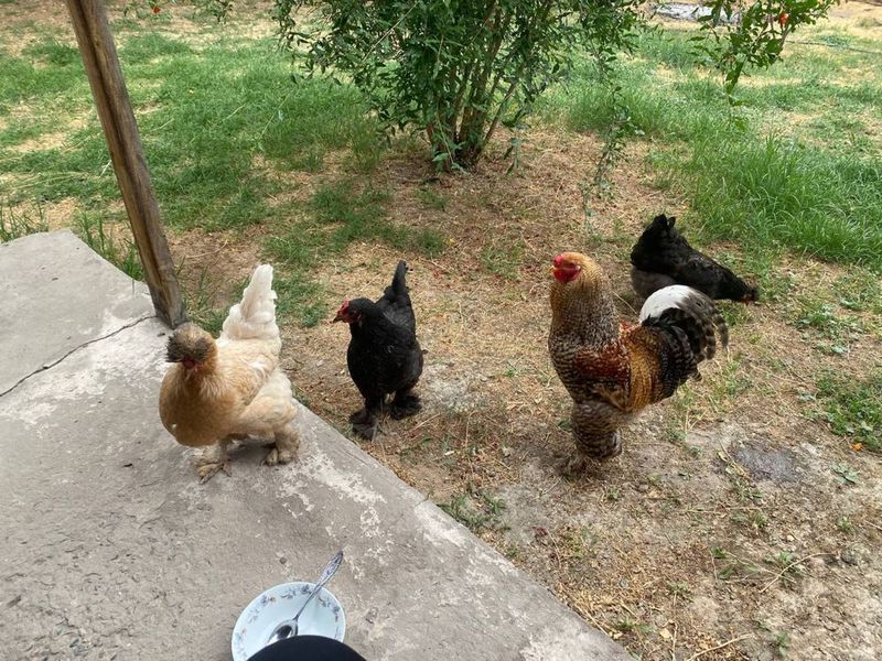 Srochna sotiladi Srochna sotiladi