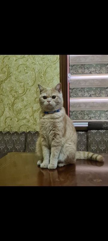 Продам кота скоттиш страйт Продам кота скоттиш страйт