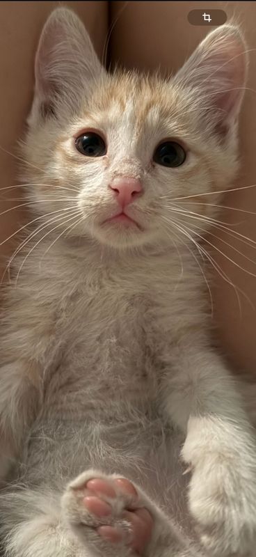 Отдам котят в добрые руки Отдам котят в добрые руки