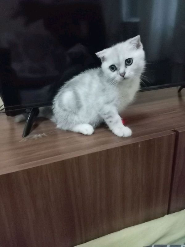 Продается котенок скоттиш фолд Продается котенок скоттиш фолд