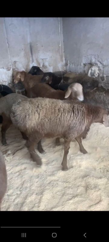 Qurbonlik uchun yirik Katta qoylar Qurbonlik uchun yirik Katta qoylar