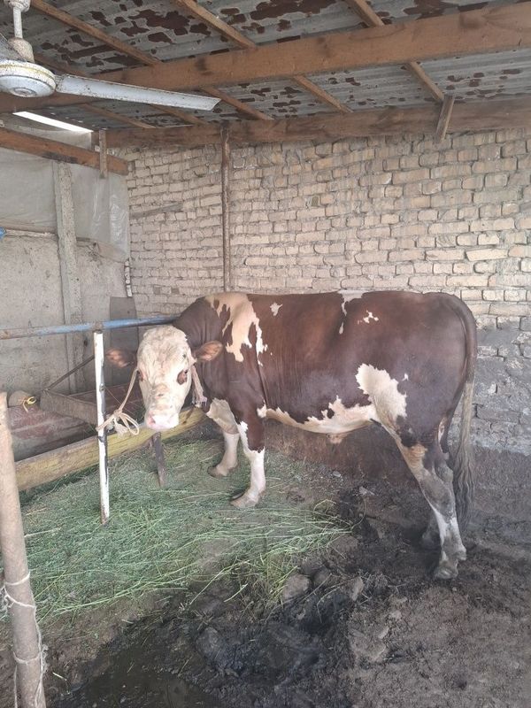 Toza smental buqa 2 yoshar sotiladi Toza smental buqa 2 yoshar sotiladi