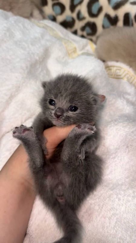 Scottish fold va strayt mushukchala Scottish fold va strayt mushukchala