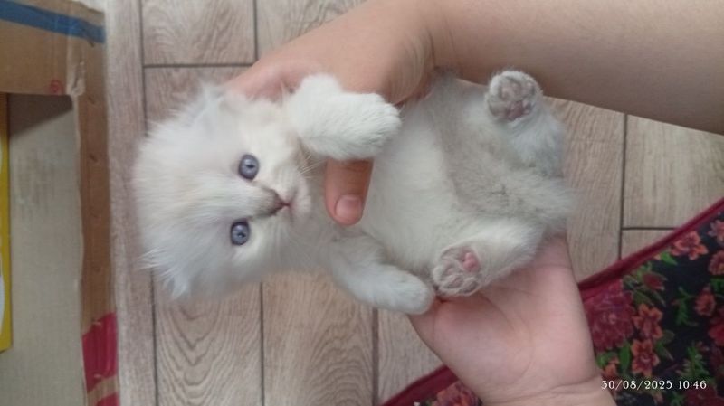 Toza qon koʻk koʻzli scottish fold Toza qon koʻk koʻzli scottish fold