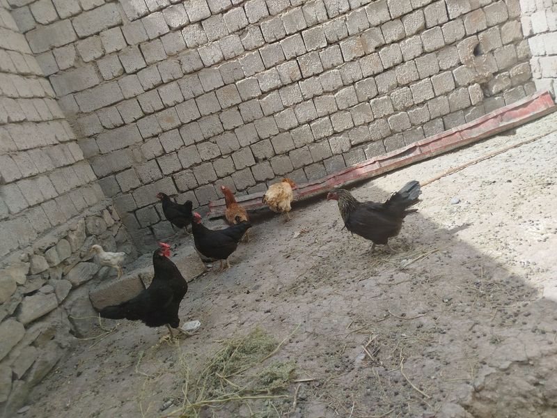 Tuxum tuğub turgan tovuq Tuxum tuğub turgan tovuq