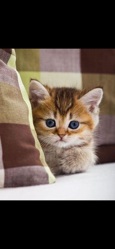 Отдам котят в добрые руки. К лотку приучены Отдам котят в добрые руки. К лотку приучены