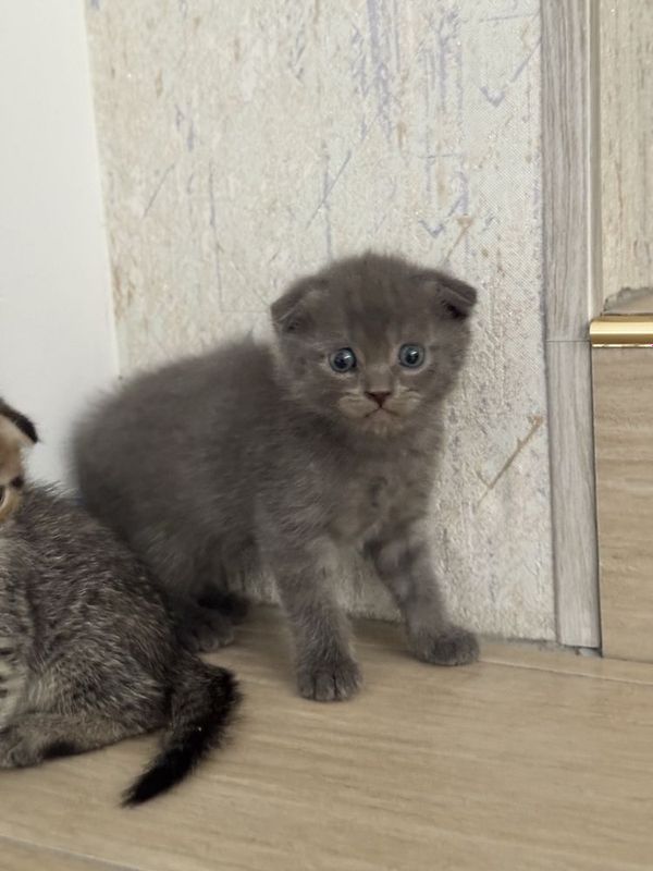Продаются вислоухие котята