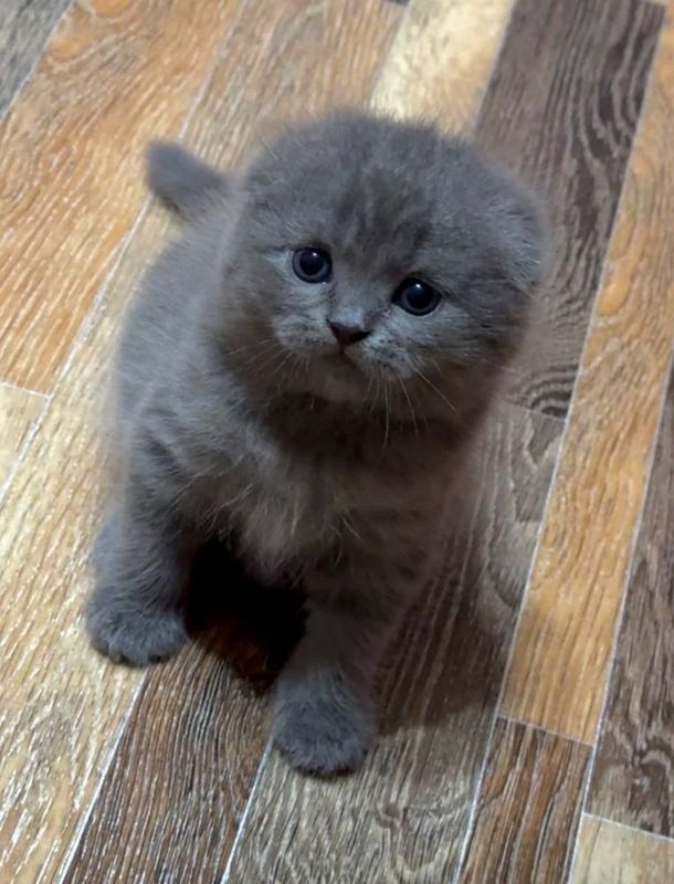Котята Скоттиш фолд и Британский.Mushukchalar Skottish fold va Britan Котята Скоттиш фолд и Британский.Mushukchalar Skottish fold va Britan