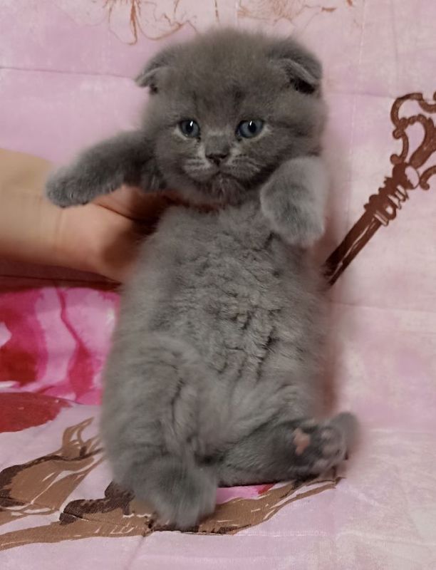 Продается котята Продается котята