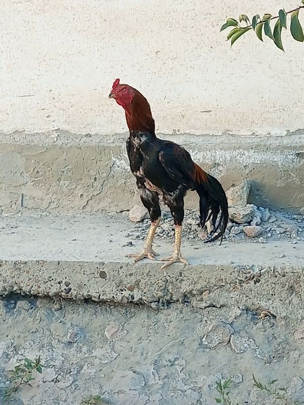 Zoti toza Xoʻroz sotiladi Zoti toza Xoʻroz sotiladi