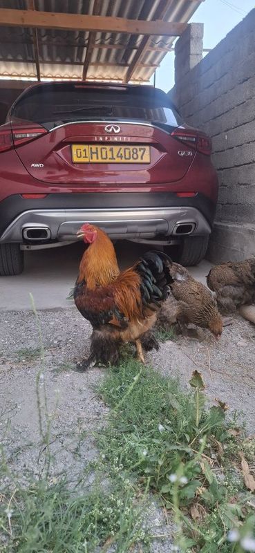 3+1 kuropatchatiy brama oilasi