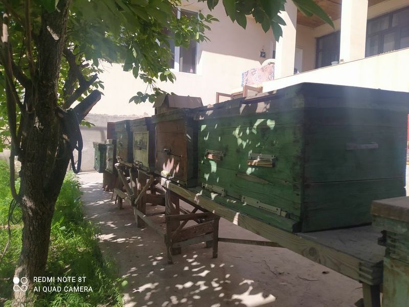 Пчелиные улья с пчёлами вместе с апаратом Пчелиные улья с пчёлами вместе с апаратом