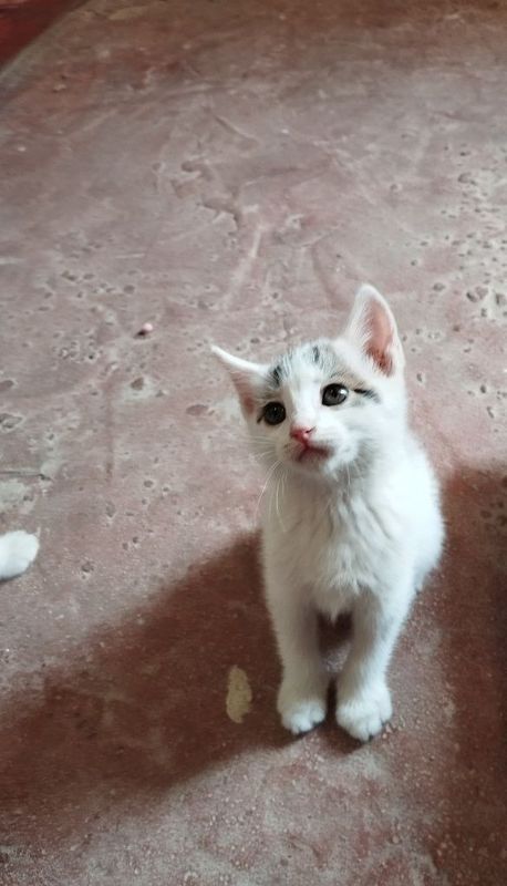 Asalomualekom mushu bolalari sotiladi Asalomualekom mushu bolalari sotiladi